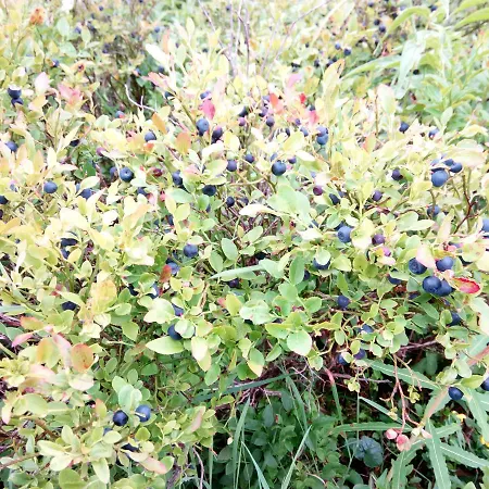 захід сонця סלאבסקה